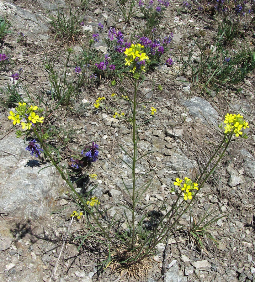 Image of Erysimum canescens specimen.