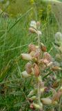 Onobrychis radiata