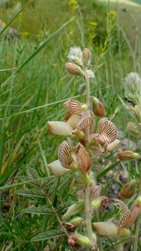 Image of Onobrychis radiata specimen.