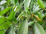 Lauro-cerasus officinalis. Верхушка ветви с завязавшимися плодами. Крым, г. Ялта, в культуре. 26 мая 2012 г.