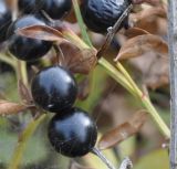 Jasminum fruticans