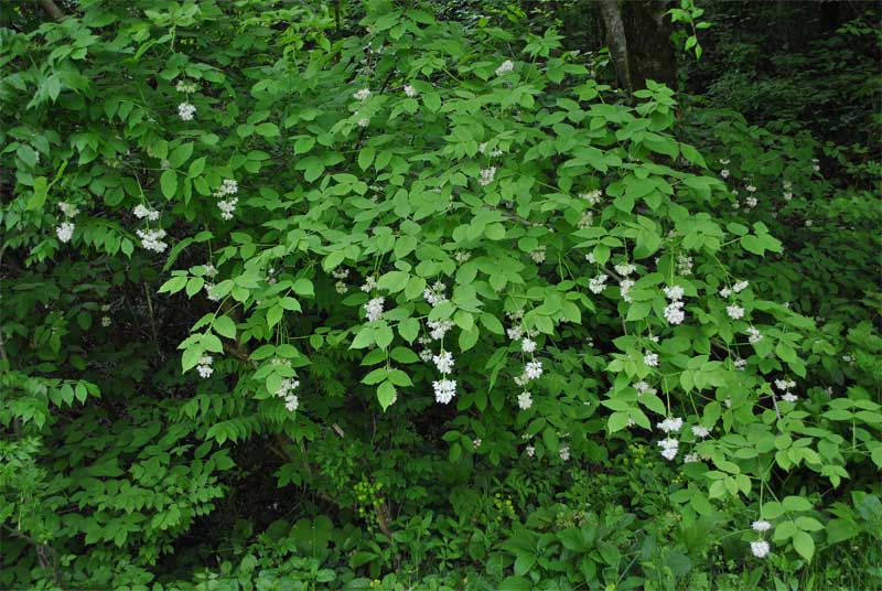 Image of Staphylea pinnata specimen.