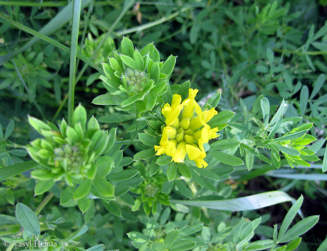 Изображение особи Chamaecytisus austriacus.