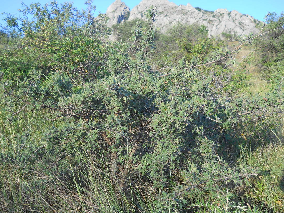 Image of Crataegus orientalis specimen.