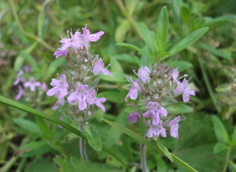Image of Thymus marschallianus specimen.