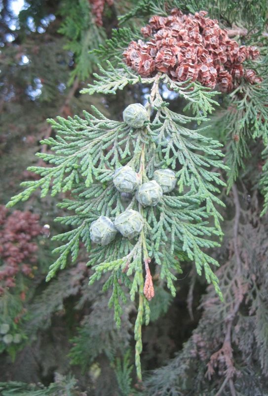 Image of Chamaecyparis nootkatensis specimen.