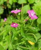 Epilobium hirsutum