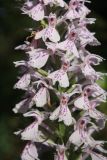 Dactylorhiza maculata. Часть соцветия. Ленинградская обл., Кингисеппский р-н. 21.07.2012.