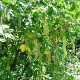 Laburnum anagyroides. Крона с соплодиями. Германия, Бавария, Средняя Франкония, г. Нюрнберг, Нюрнбергская крепость. 28.06.2012.