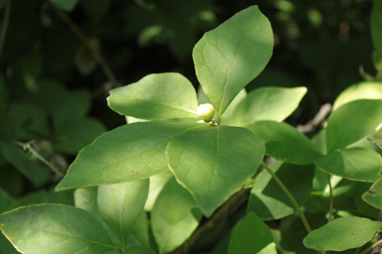 Изображение особи Codonopsis lanceolata.