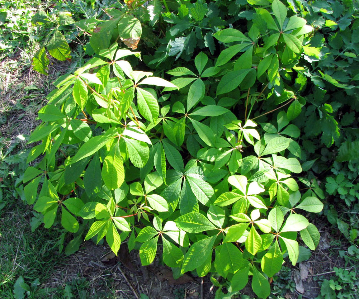 Image of Aesculus parviflora specimen.