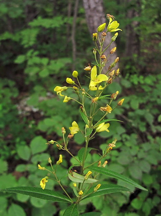 Изображение особи Lysimachia davurica.