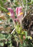 Scutellaria orientalis