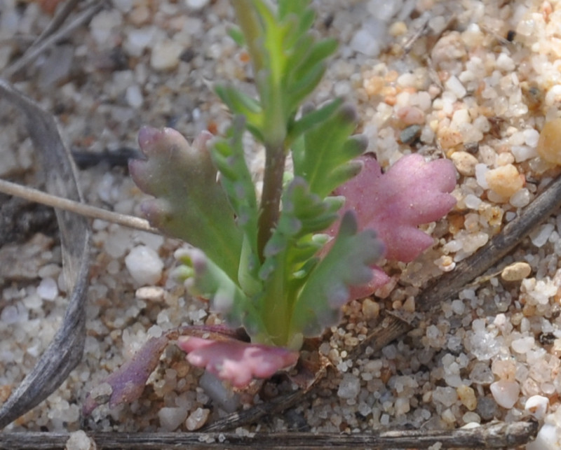 Изображение особи Papaver laevigatum.