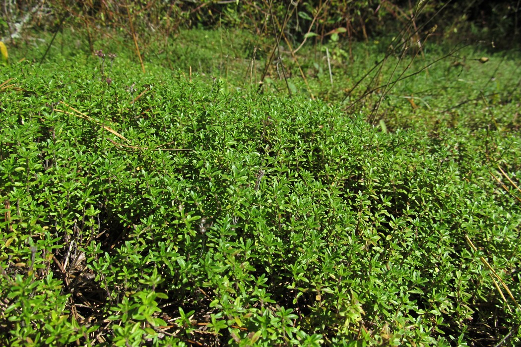 Изображение особи Thymus serpyllum.