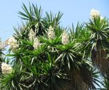 Yucca gigantea. Верхушки растений с соцветиями. Испания, Каталония, г. Барселона, сквер у Храма Святого Семейства. 23.06.2012.