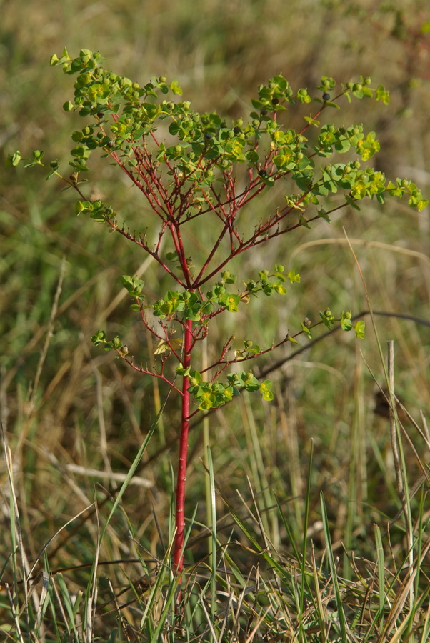 Изображение особи Euphorbia platyphyllos.