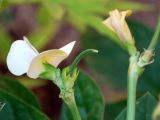 Vigna unguiculata