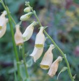 Digitalis grandiflora