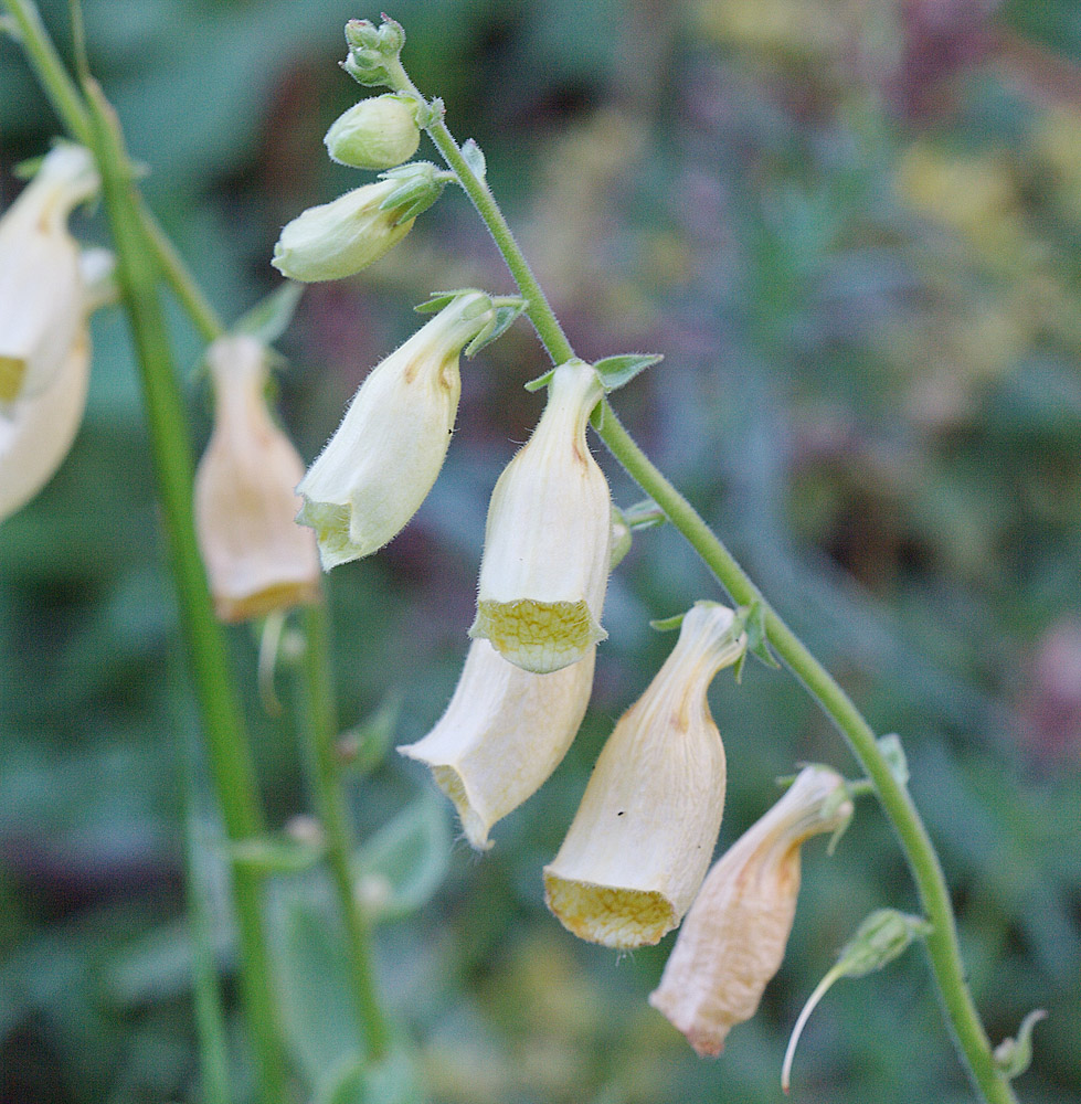 Image of Digitalis grandiflora specimen.