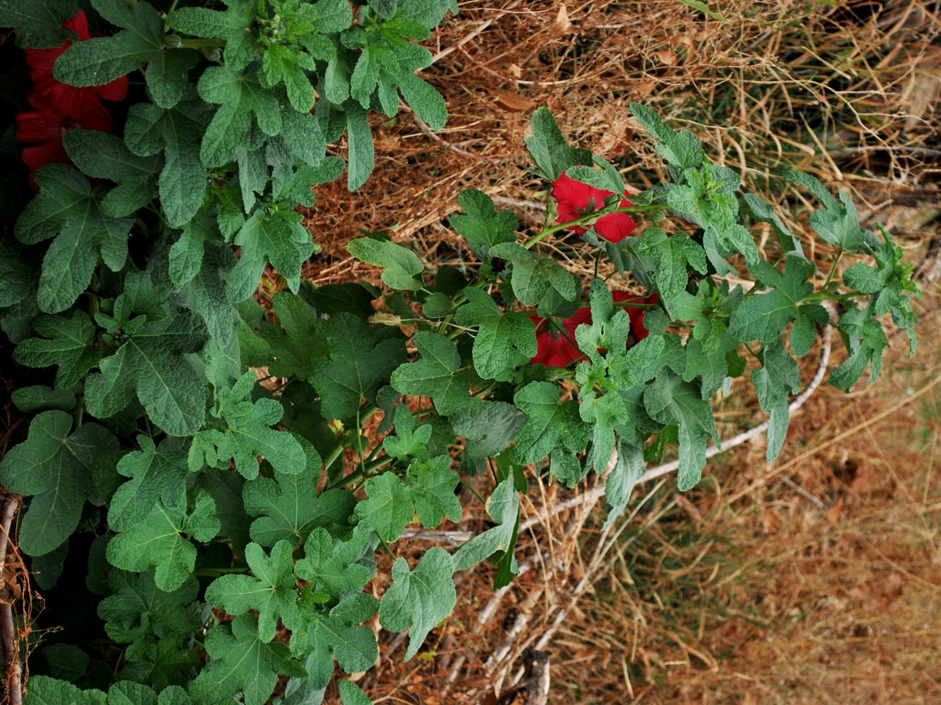 Image of Alcea rosea specimen.