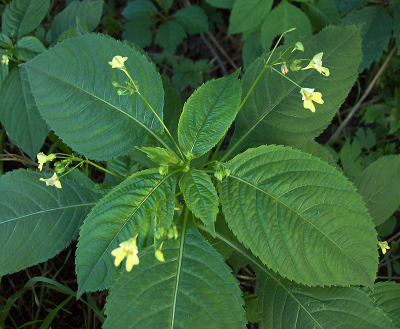 Image of Impatiens parviflora specimen.