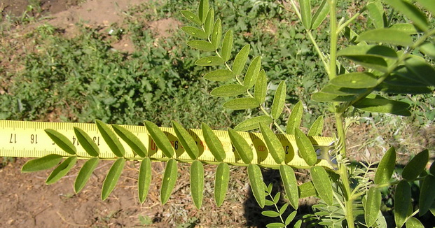 Изображение особи Glycyrrhiza glabra.