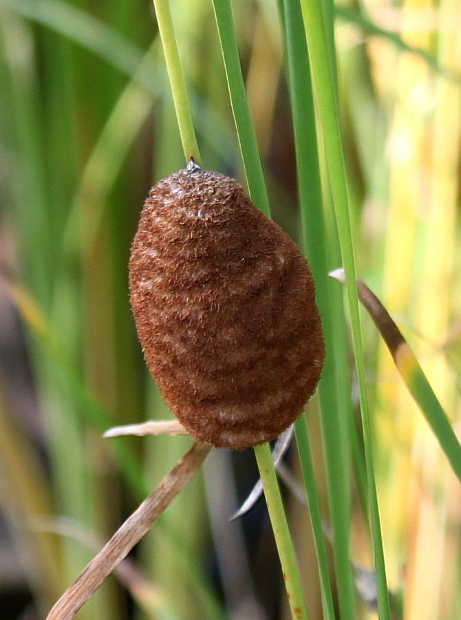 Изображение особи род Typha.