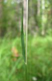 Trisetum sibiricum