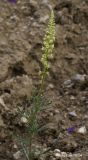 Reseda lutea