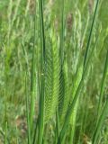 Agropyron pectinatum. Соцветие, выходящее из листового влагалища. Украина, г. Запорожье, пос. Солнечный, балка. 18.05.2011.