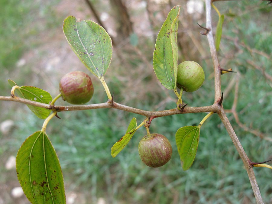 Image of Ziziphus spina-christi specimen.