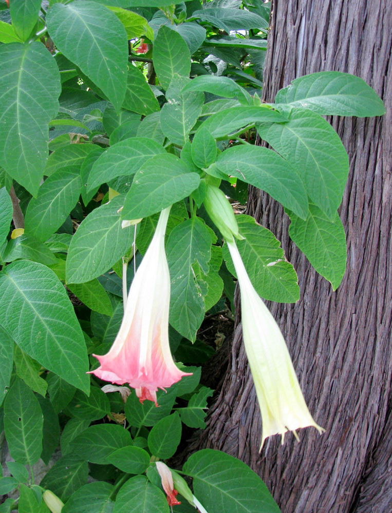 Image of Brugmansia × insignis specimen.