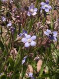 Anchusa azurea