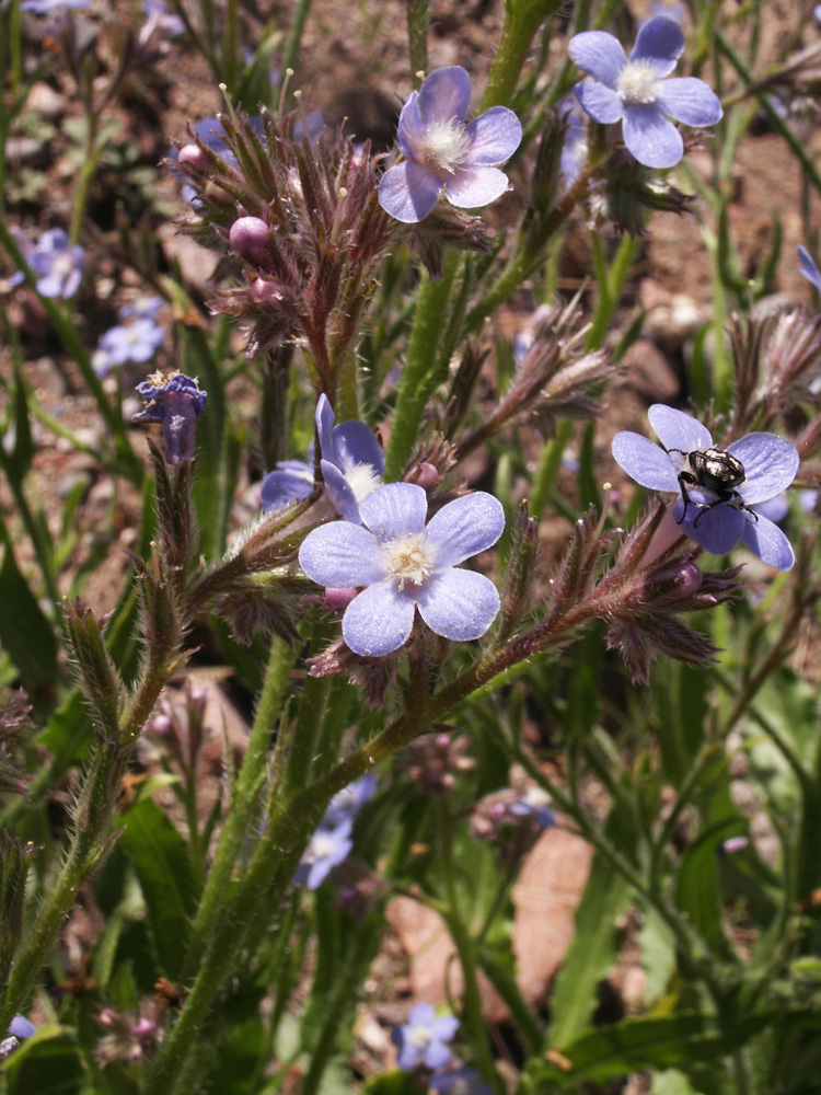 Изображение особи Anchusa azurea.