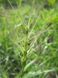 genus Aegilops