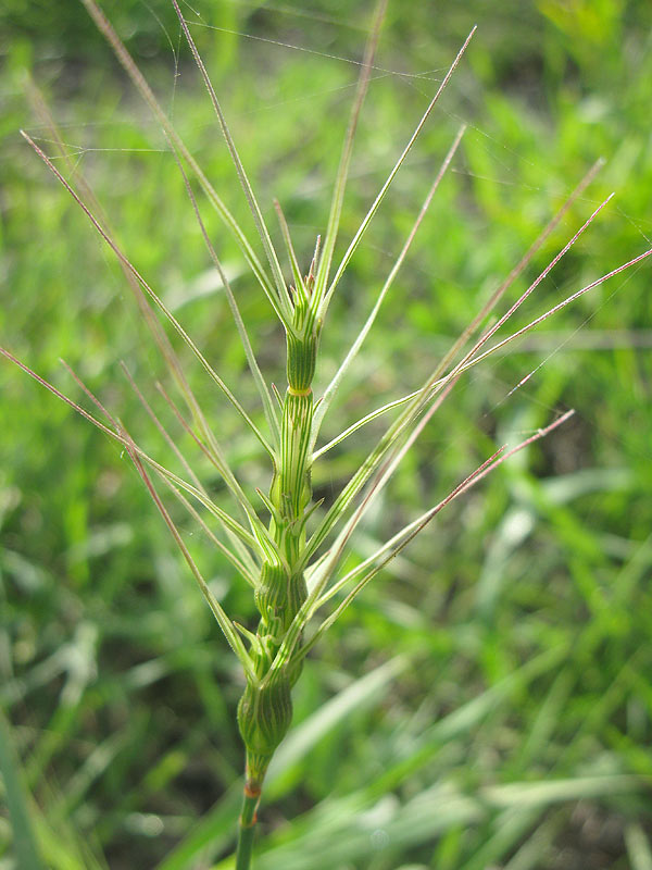 Изображение особи род Aegilops.