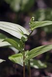 Maianthemum bifolium. Растение с бутонами. Карельский перешеек, окр. Сертолово. 21.05.2009.