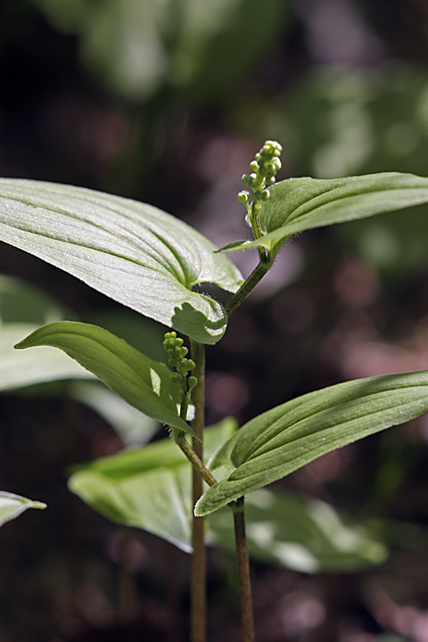 Изображение особи Maianthemum bifolium.