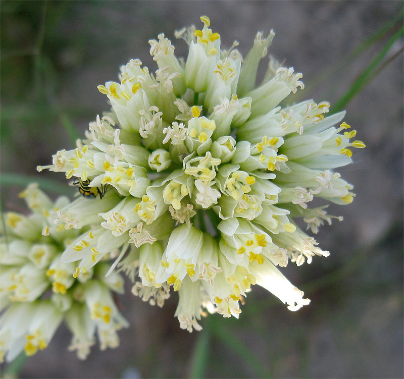 Изображение особи Allium erdelii.