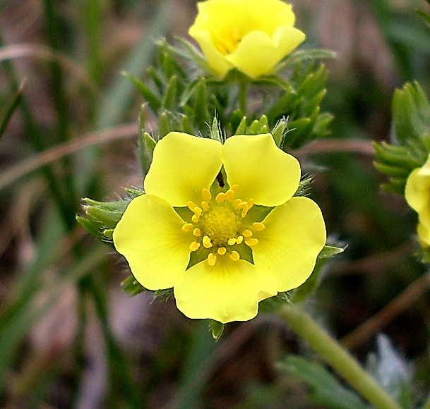 Изображение особи род Potentilla.