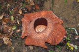 Rafflesia arnoldi. Цветок. Малайзия, губернаторство Сабах, подножие горы Кинабалу, лес. 22.02.2013.