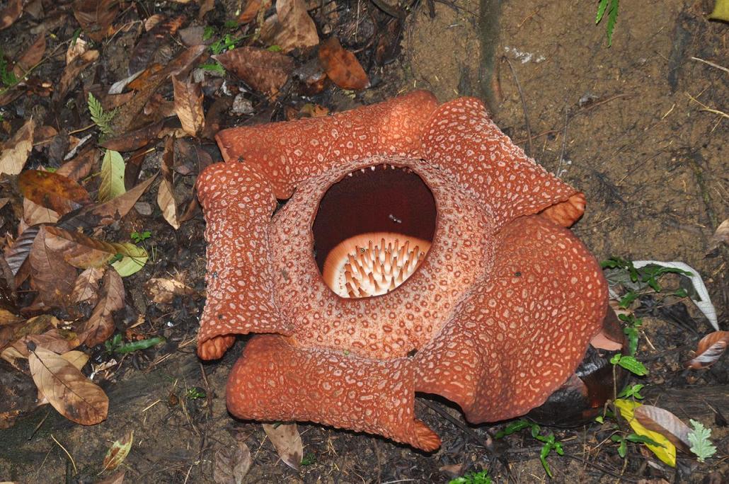 Изображение особи Rafflesia arnoldi.