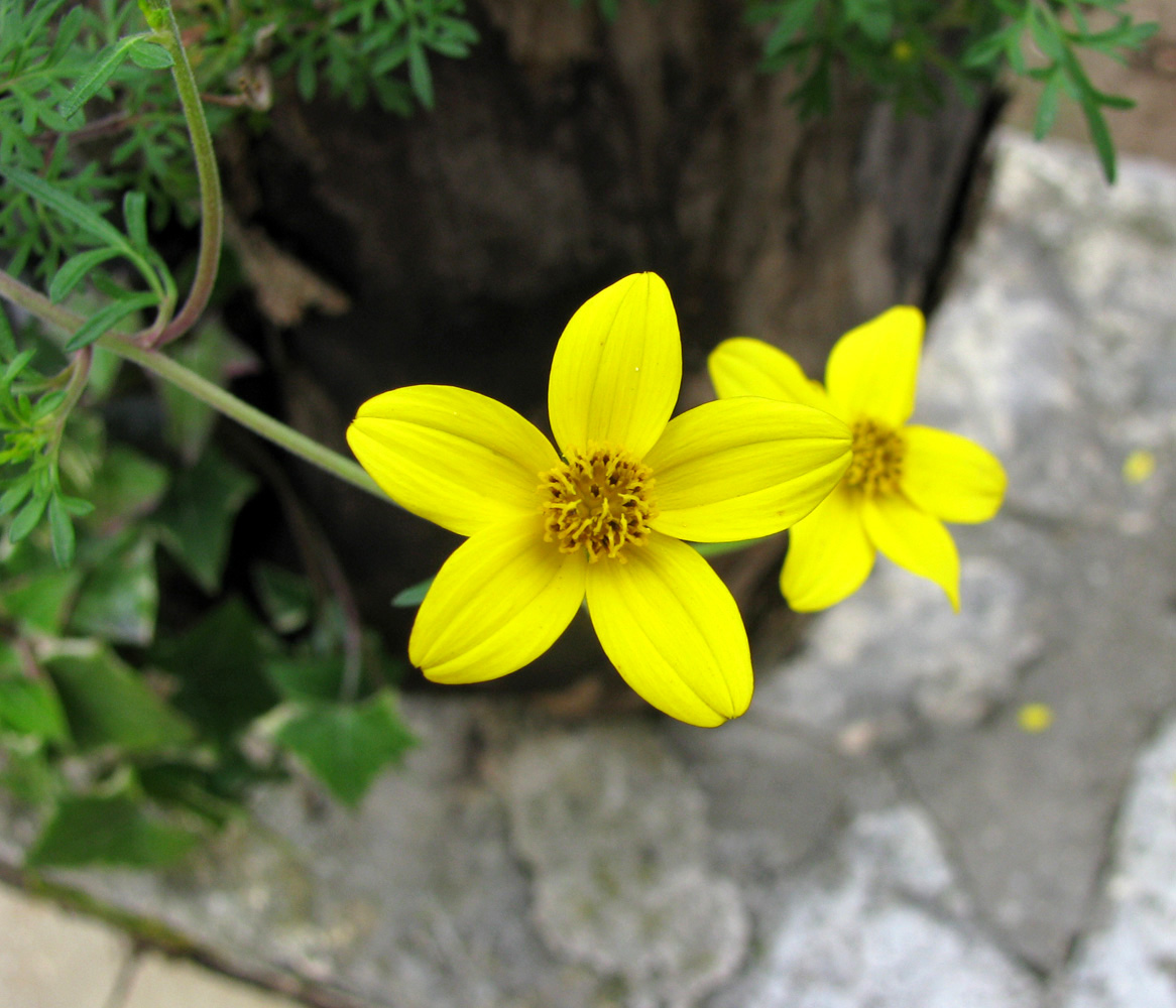 Image of Bidens aurea specimen.