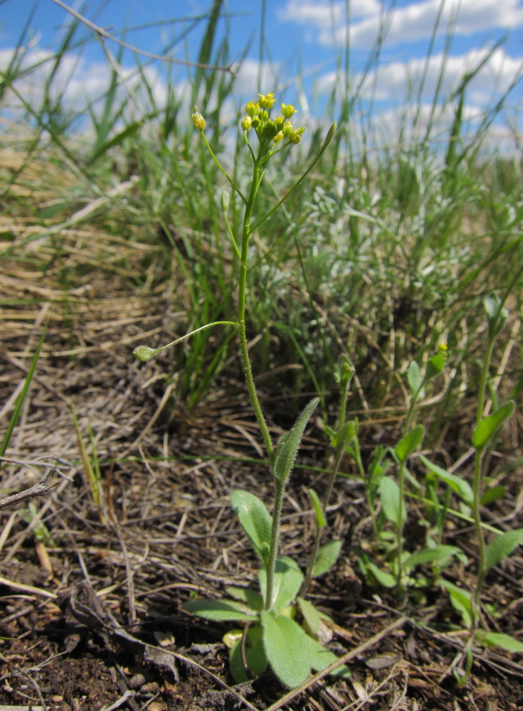 Image of Draba nemorosa specimen.
