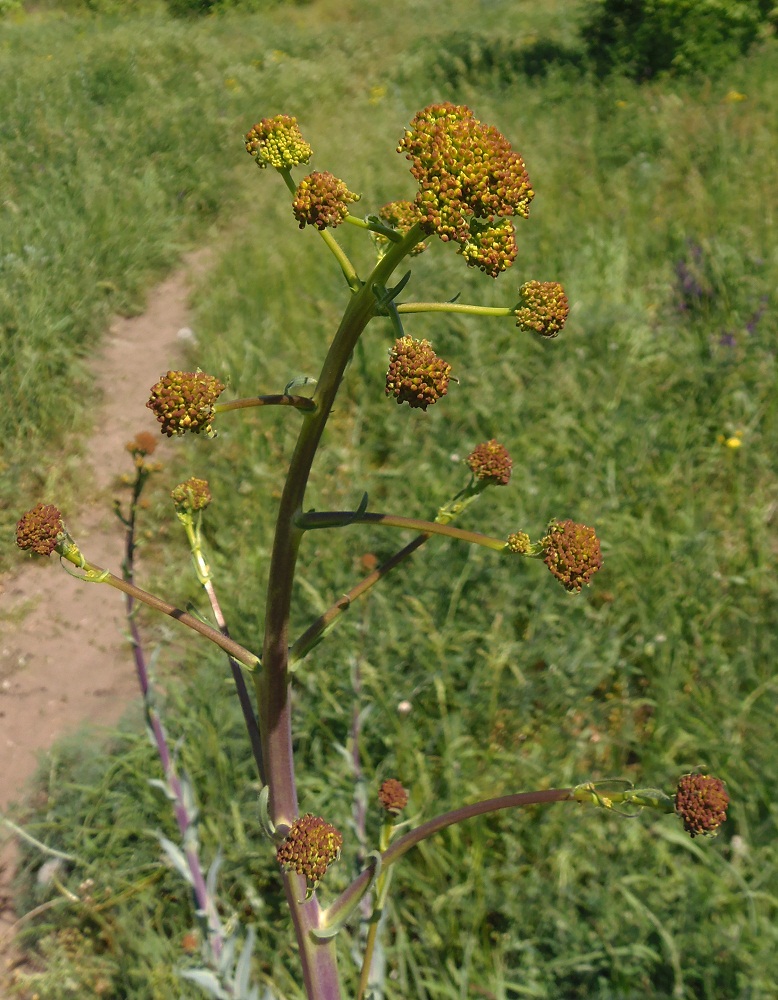 Image of genus Isatis specimen.