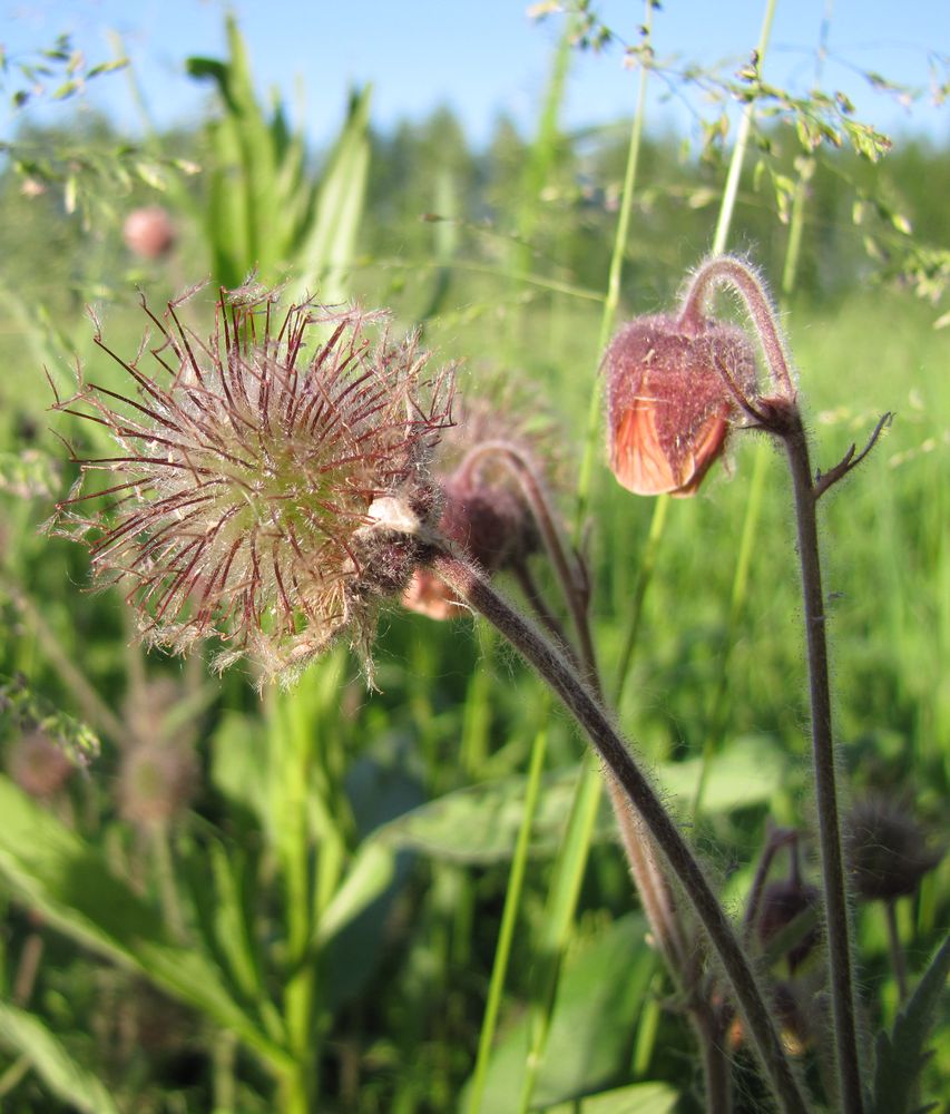 Изображение особи Geum rivale.