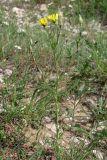 Tragopogon undulatus. Цветущее растение. Крым, Долгоруковская яйла. 2 июня 2013 г.
