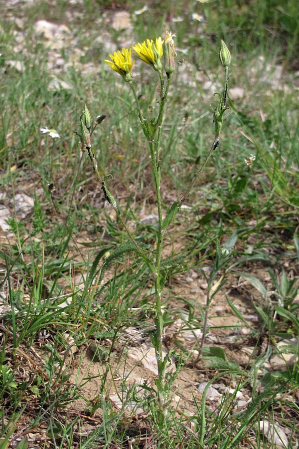 Изображение особи Tragopogon undulatus.