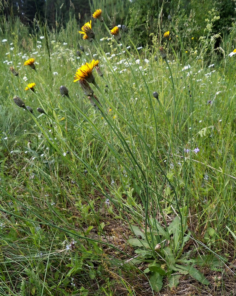 Изображение особи Hypochaeris radicata.